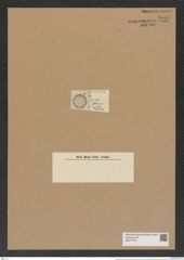 Aulacodiscus minutus Rattr. (de-Toni-Nr.: Genus 182, Species 4497) Zeichnungen Sammlung Grunow Nr. 8061 (NHMW-BOT-W0377379)